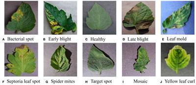 A lightweight dual-attention network for tomato leaf disease identification